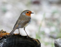 /album/roodborst/roodborst-erithacus-rubecula-eur-robin-petirrojo-o-jpg/